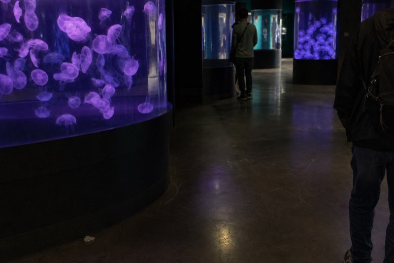 Pale jellyfish drifting inside a violet lit tank in Jellyfish Universe, their slow shapes doubled in the reflection on the front pane.