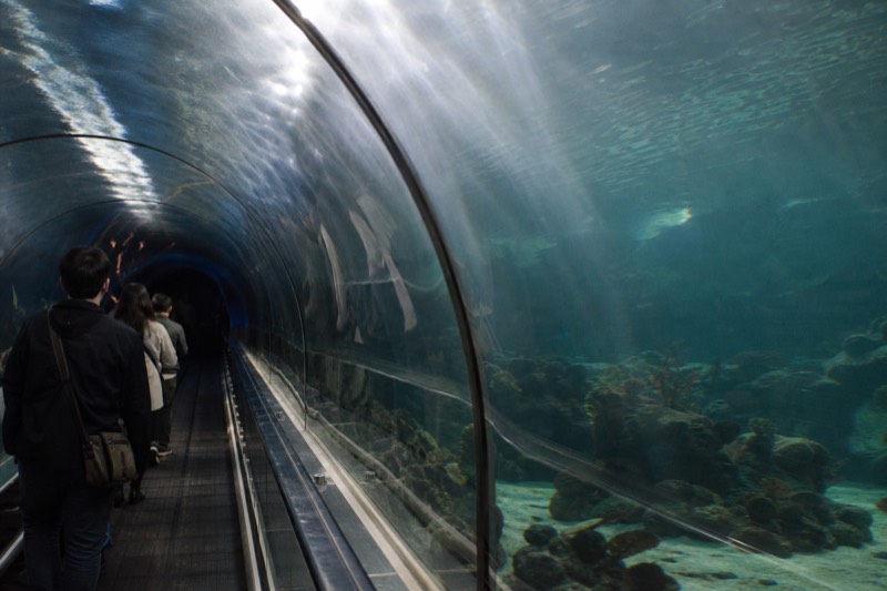 Rays drifting overhead through the dim Ocean Tunnel, the moving walkway handrail reflected in the curved acrylic wall beside a few quiet visitors.