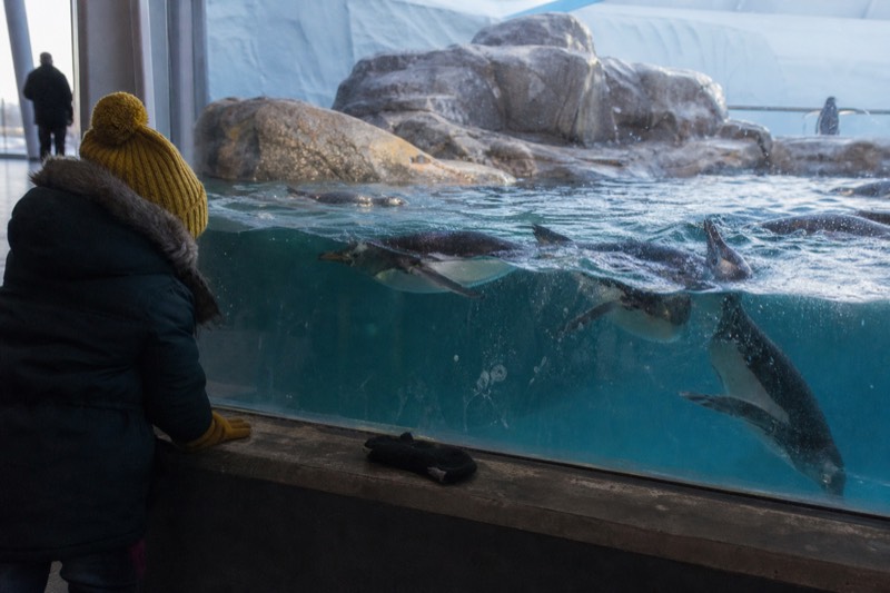 Gentoo penguins porpoising through a cold blue-lit pool behind clear acrylic, fingerprints and a stray glove marking the low glass.