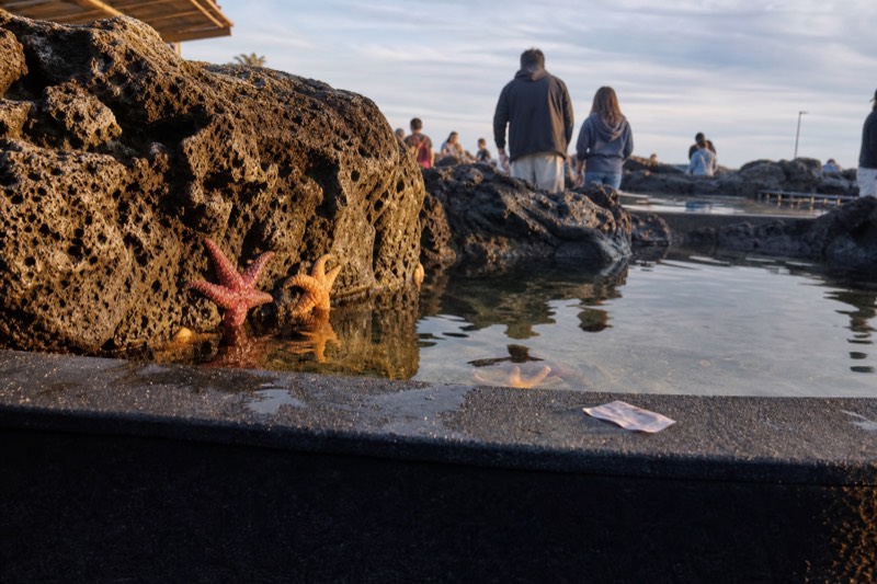 Shallow rockpool water spilling over smooth stone, small hands reaching toward the tank edge where the Beyond the Surface talks begin.