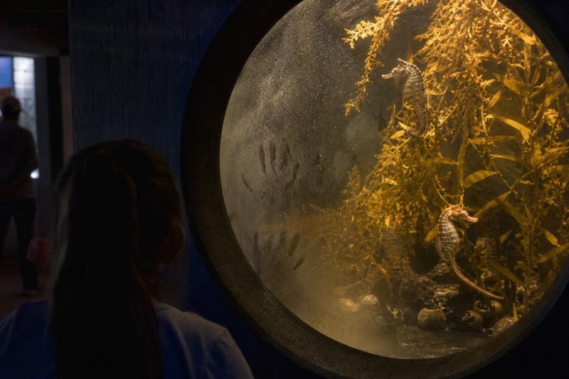 Seahorses gripping strands of kelp in soft amber light, their tails coiled tight while the tank current bends the fronds sideways.