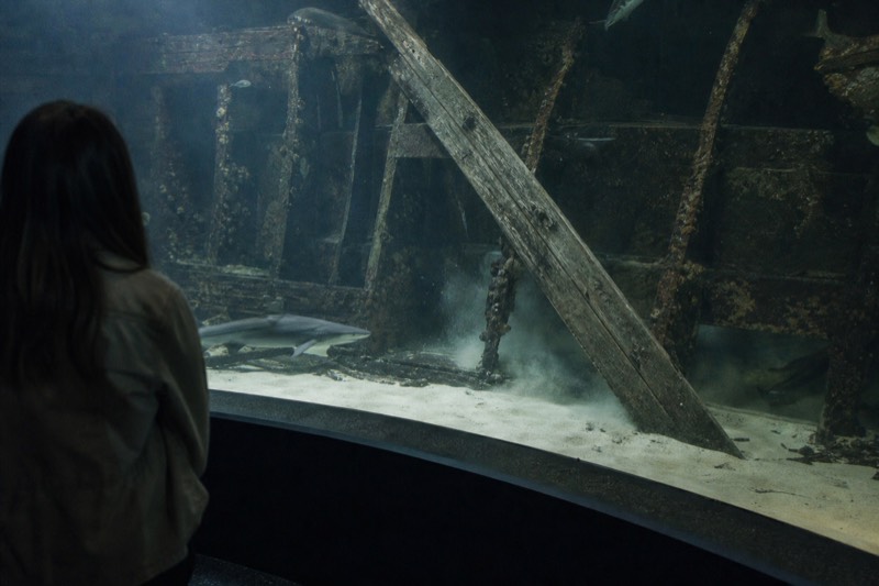 Storm-grey light over the sunken shipwreck hull in the shark zone, sand stirred by a passing shark, weathered timber leaning against rusted ribs.