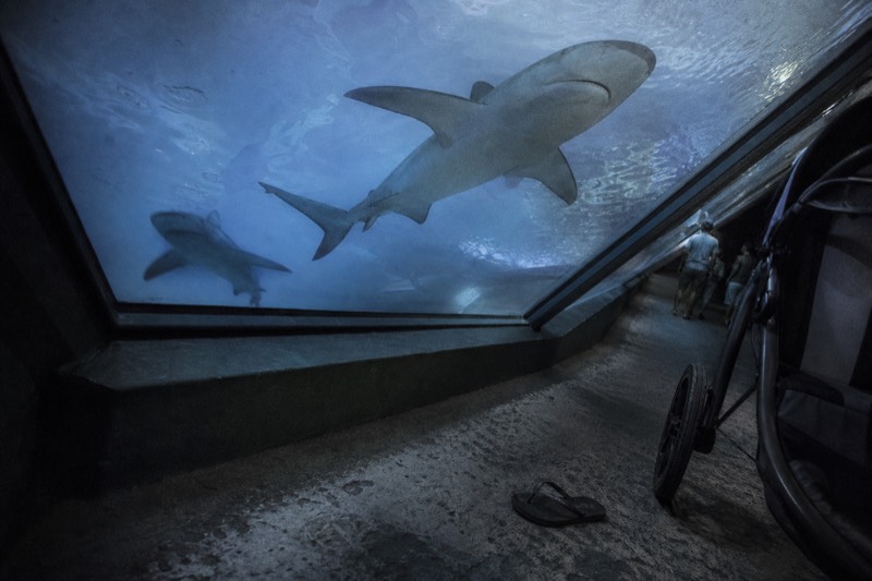 Sharks crossing beneath the transparent floor panel of the Shark Walk in cold blue light, a pair of sneakers at the edge of the glass.